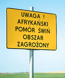 zdjecie