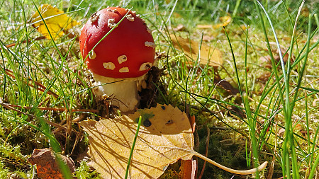 Prognoza pogody